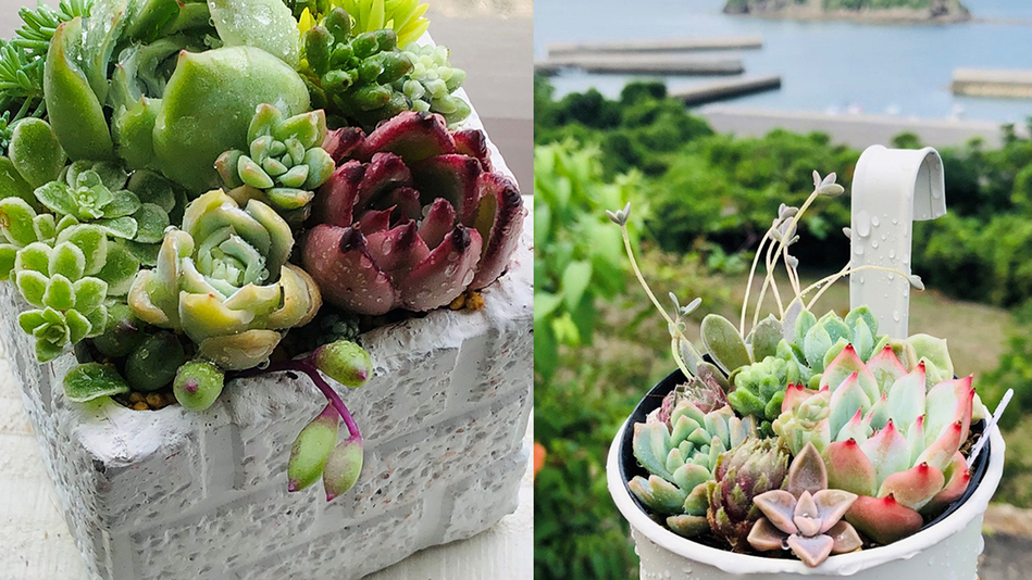 ♪楽しい多肉植物寄せ植え体験付♪　≪1泊2食付プラン≫