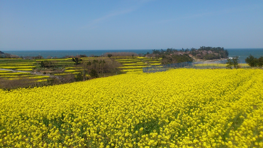【周辺情報】長崎鼻(4月)。約12ヘクタールの花畑と周防灘が広がる景勝地。