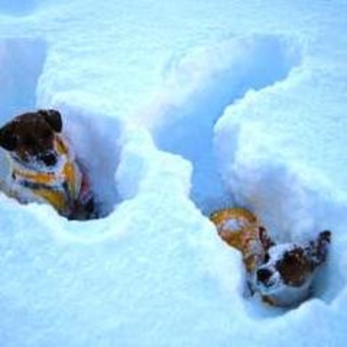 お庭で雪遊び