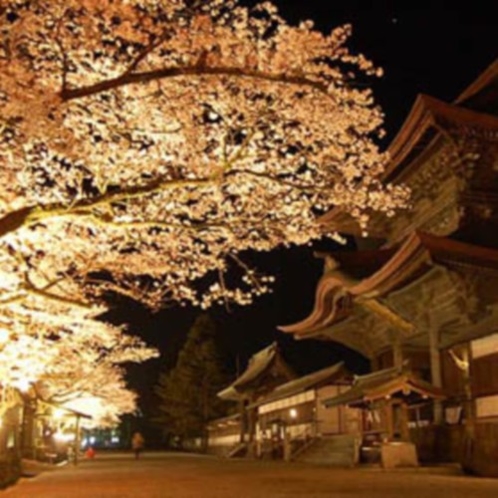 【阿蘇神社の桜　ライトアップ】