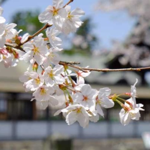 【阿蘇神社の桜】