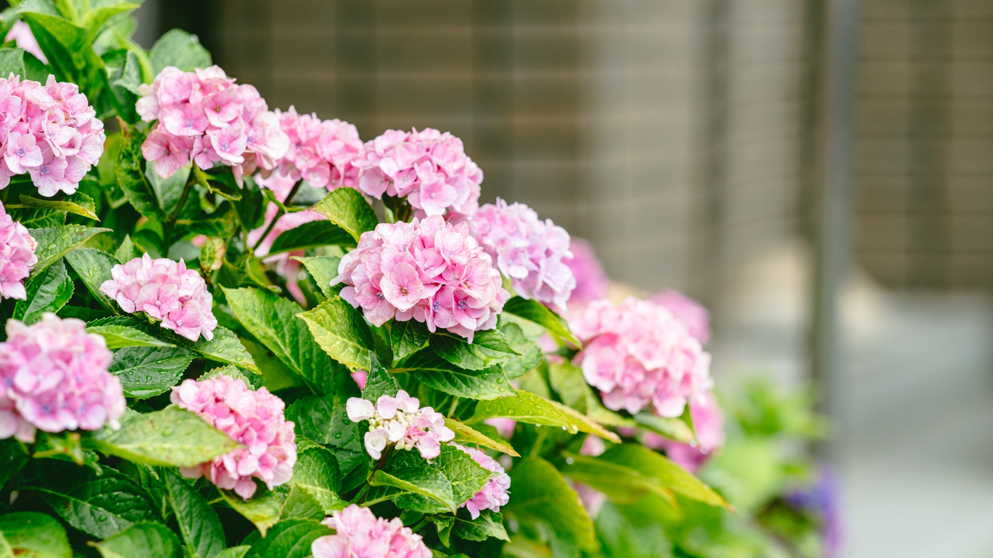 【　景観　】　玄関・ロビーには女将さんが育てている、お花や観葉植物がお迎え致します