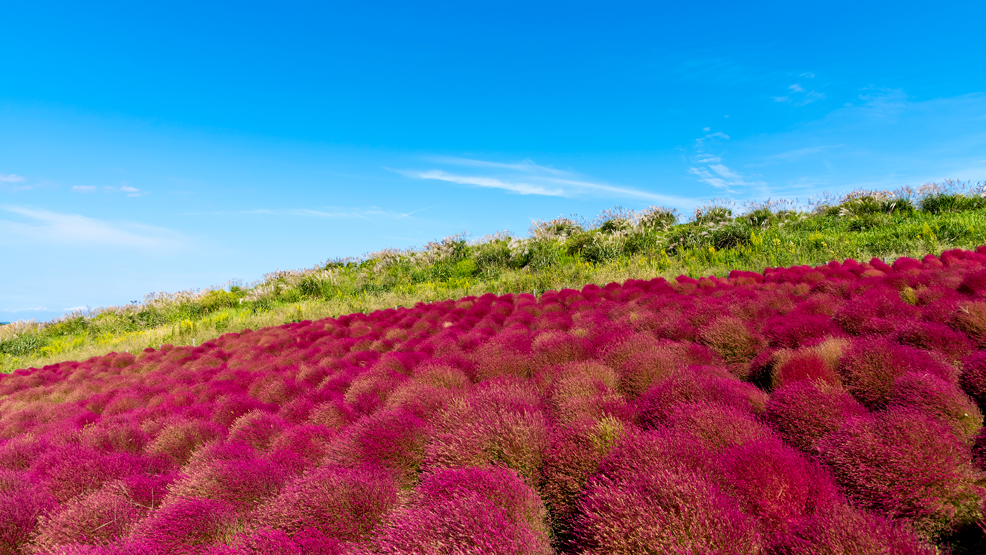 **【紅葉】赤く染まるコキアとコスモスが秋を感じさせます