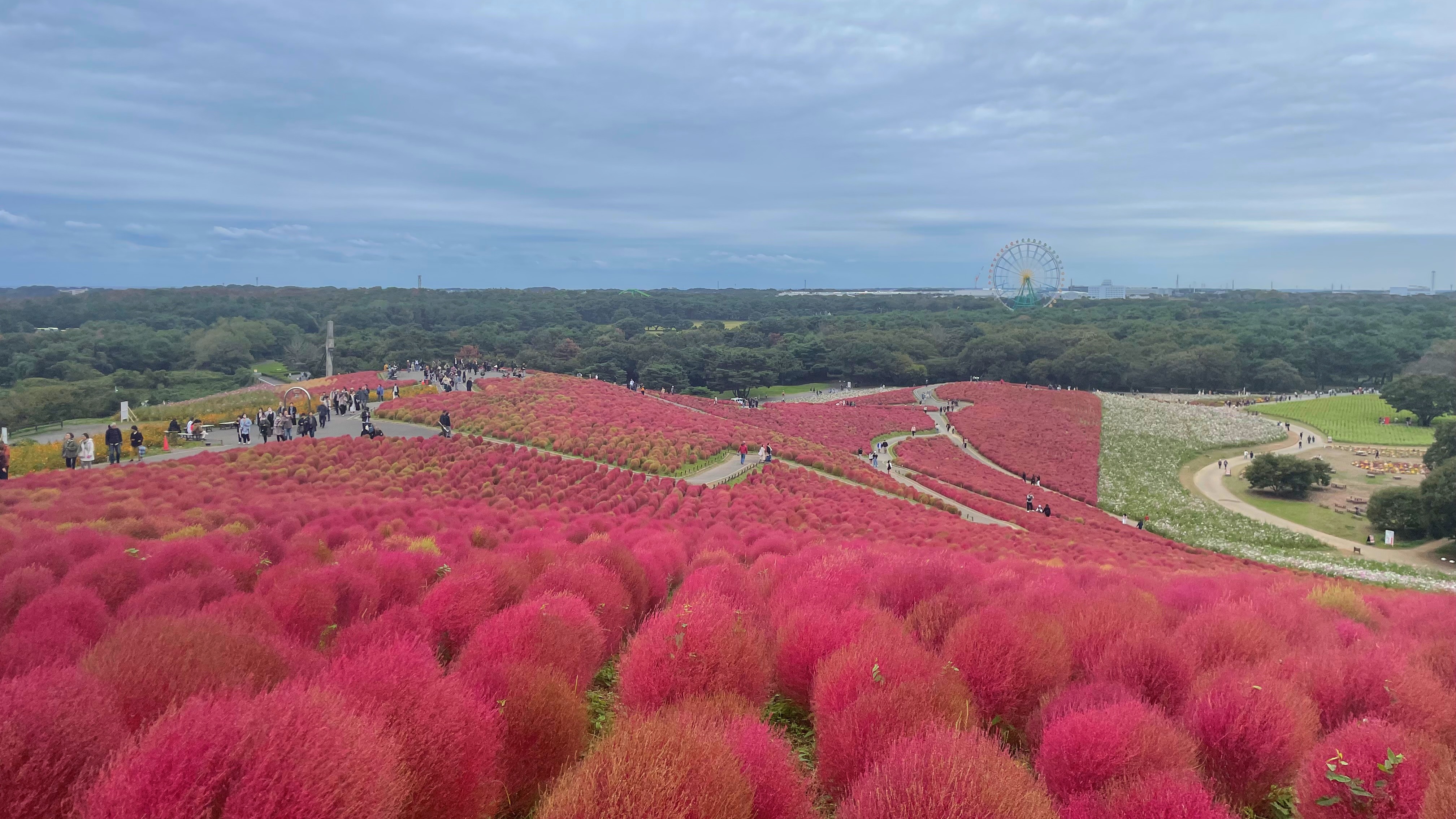 *【国営ひたち海浜公園】可愛らしい形と緑から赤や茶、黄金色に移うグラデーションの色合いが魅力のコキア