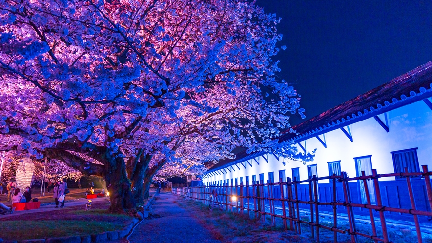 福岡城跡の桜(ライトアップ) →車14分/地下鉄24分 [写真提供：福岡県観光連盟]