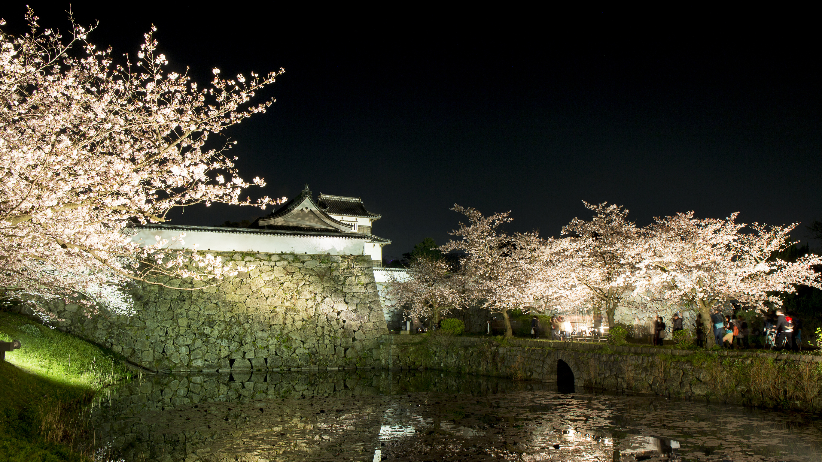 福岡城跡の桜(ライトアップ) →車14分/地下鉄24分 [写真提供：福岡県観光連盟]