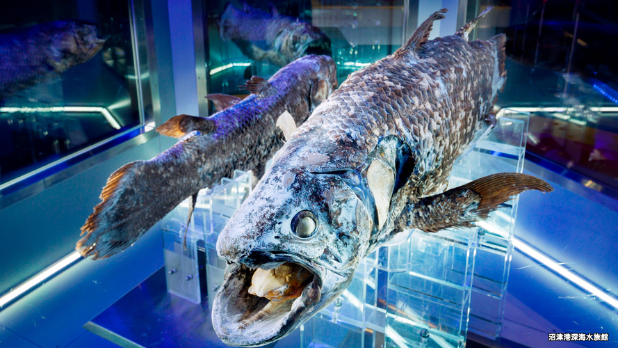 【沼津港深海水族館】特別入場引換券付！１泊２食付バイキングプラン