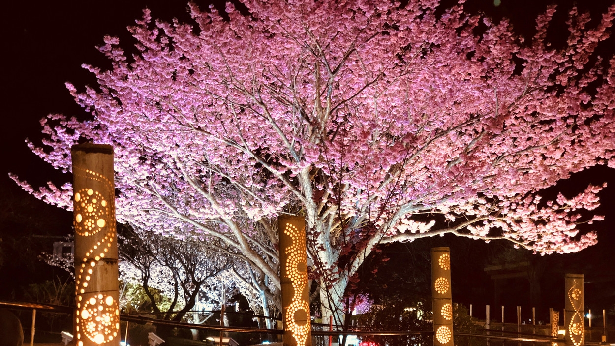 春を先取り！日本で最も早咲きの桜『土肥桜』を見に行こう！一泊二食バイキングプラン