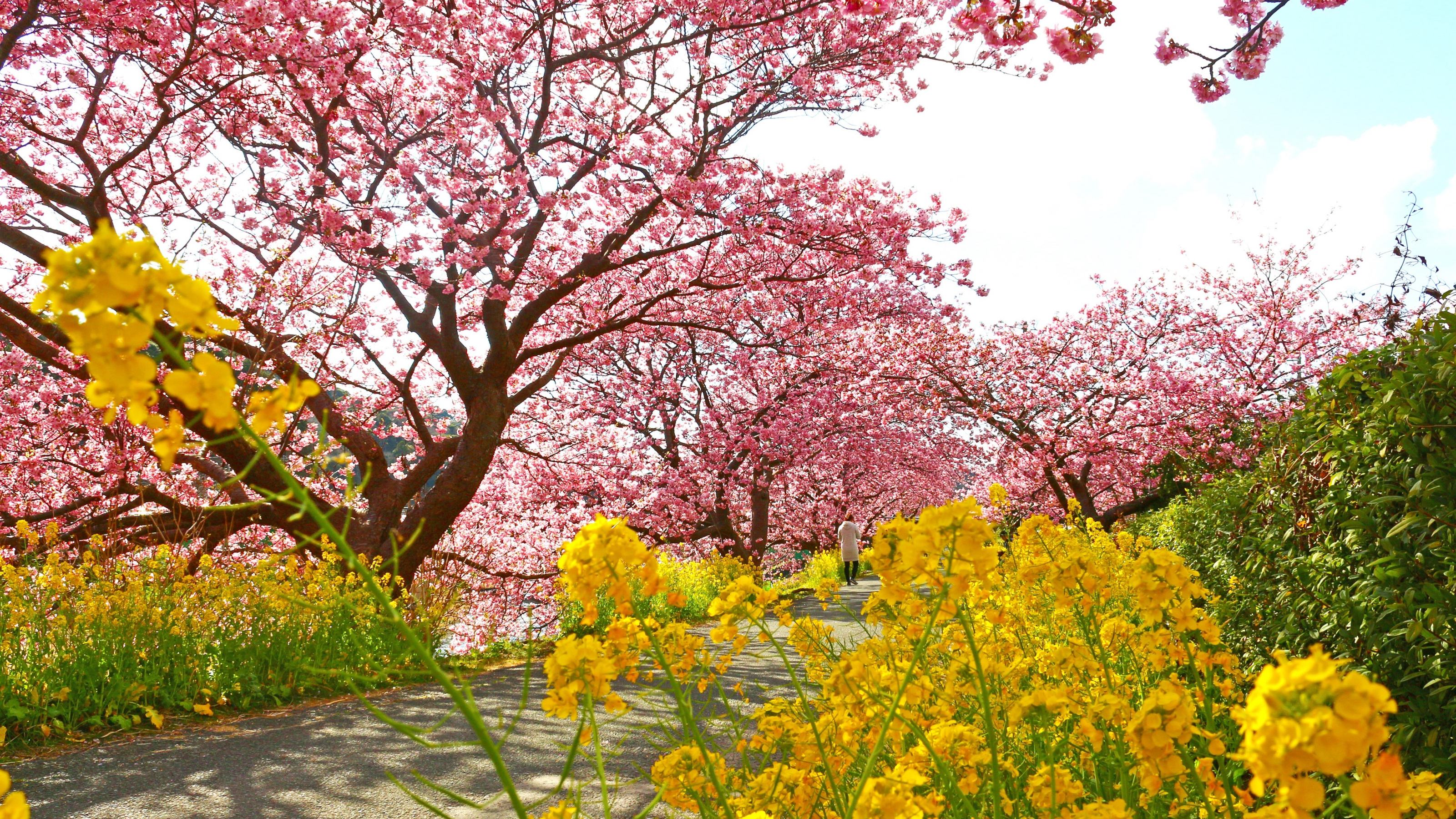 河津桜