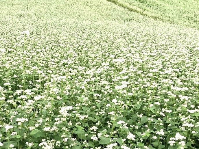 高原の蕎麦の地で咲き誇る蕎麦の花