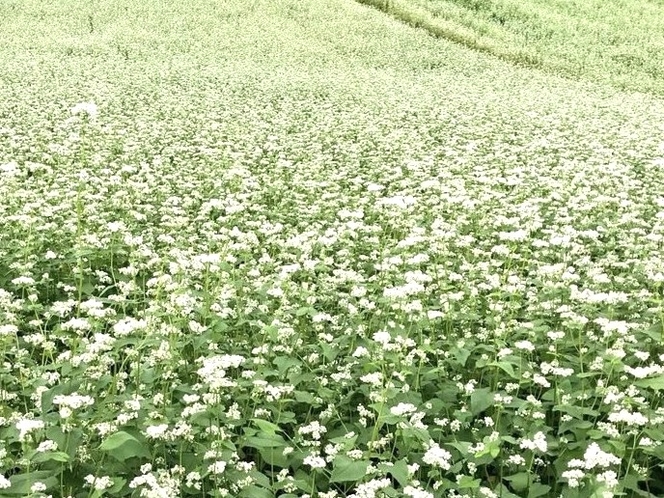 高原の蕎麦の地で咲き誇る蕎麦の花