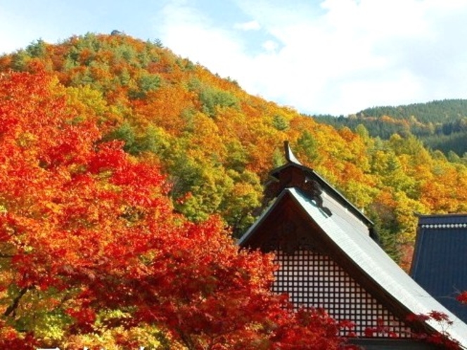 霊松寺（ﾚｲｼｮｳｼﾞ）オハツキイチョウの紅葉　当館よりお車約２５分