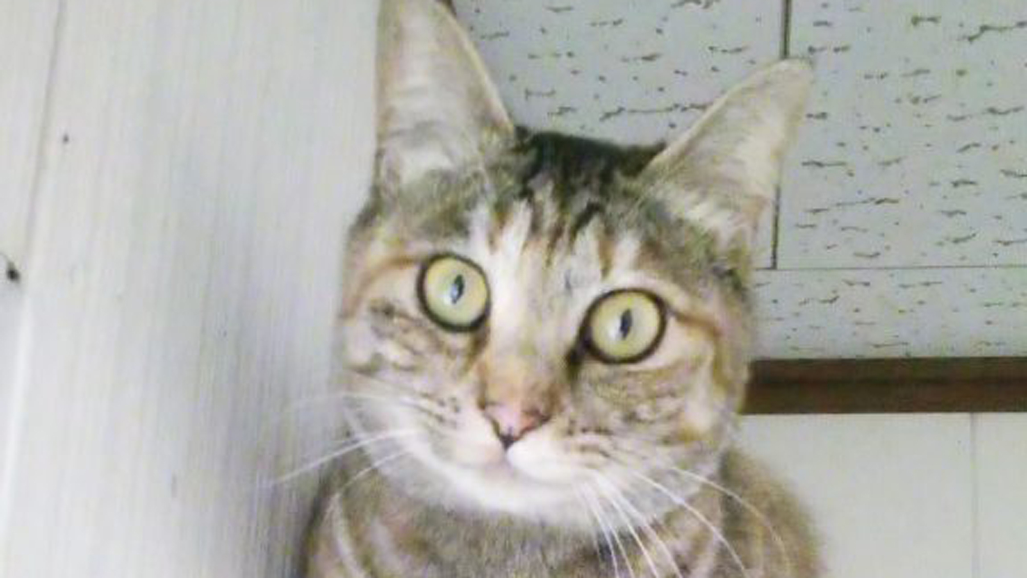 *【保護猫ミーコ】痩せ細って毛並みもガサガサでしたが、こんなにふっくらとした美人さんになりました。