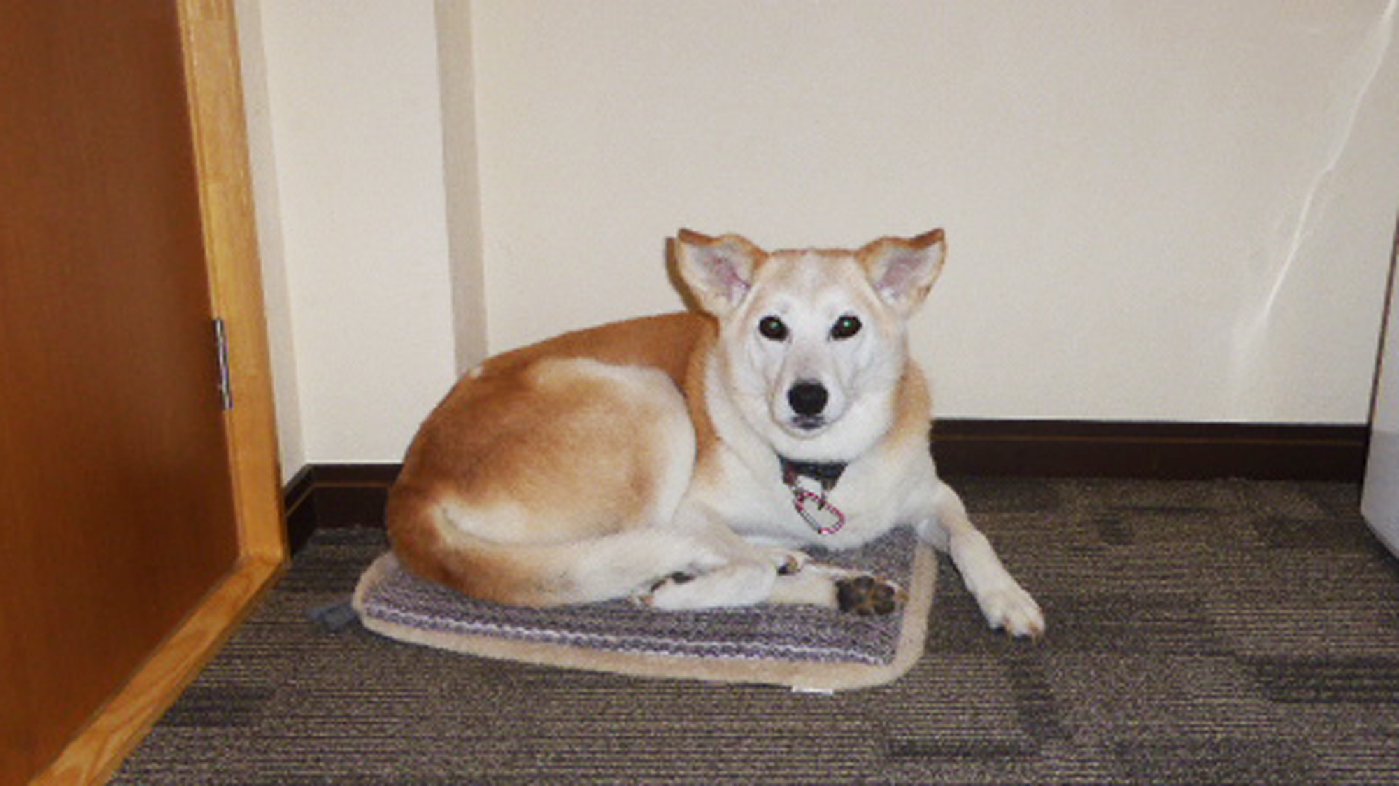 *【看板犬クー】お風呂場がある一番下のフロアは、大きな音がしたときに落ち着ける場所みたいです。