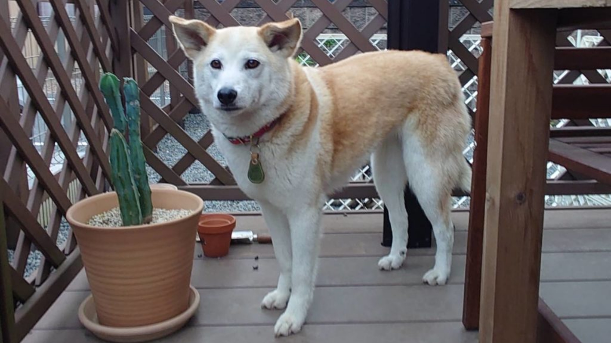 *【看板犬クー】スタッフと一緒にみなさまをお出迎えします。人懐っこくて優しい性格です♪