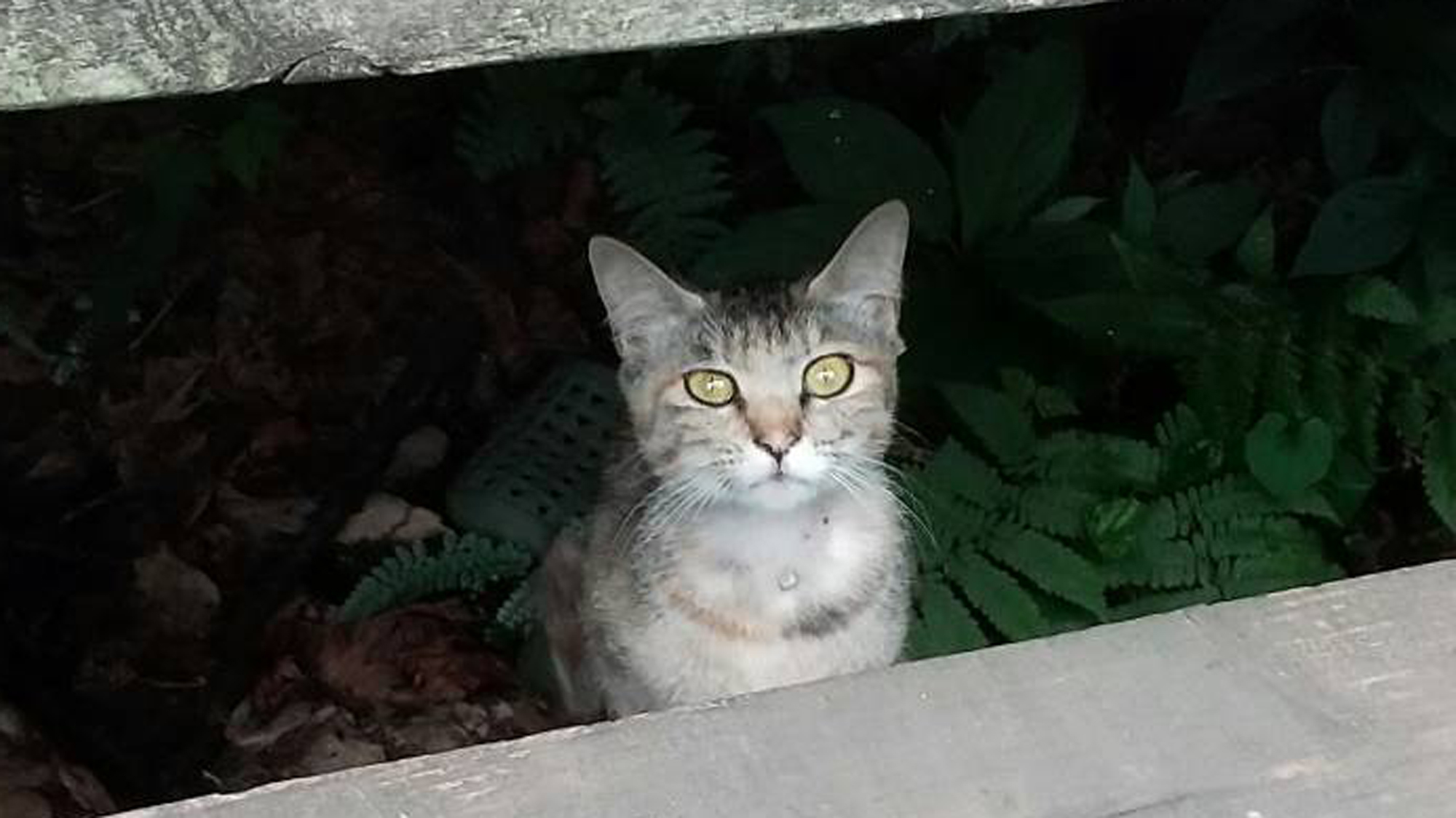 *【保護猫ミーコ】突然現れた迷い猫を保護しました。すこしずつ人慣れしていきました。