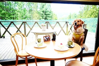 ドッグカフェ☆ステラ☆