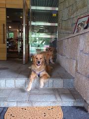 看板犬　ステラ