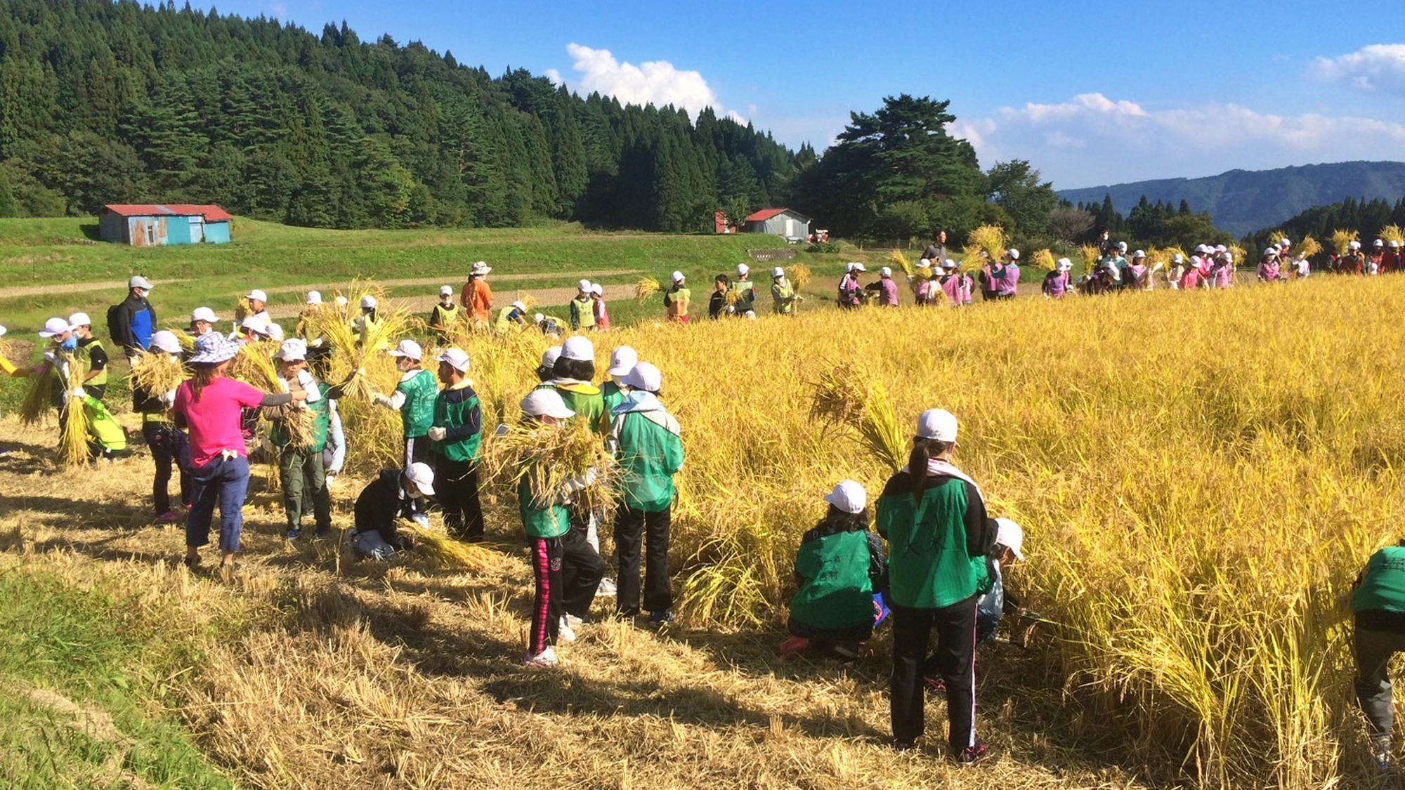 【体験】自分たちで稲を刈り取る貴重な体験