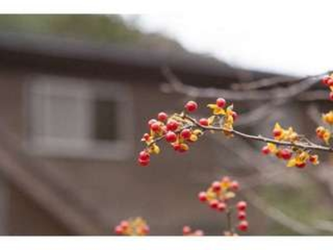 10月。庭の木の実。自然を感じて…