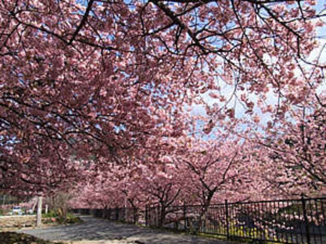 河津川沿いの満開時の河津桜。ピンクの花びらが特徴（早咲きの河津桜まつりは毎年2月〜3月）