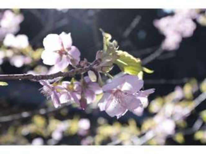 ２月ごろに咲く河津桜。