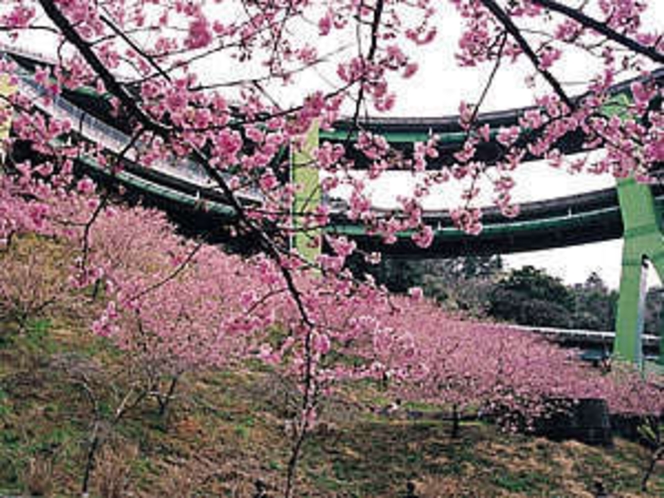 七滝ループ橋からの眺め（早咲きの河津桜まつりは毎年2月〜3月）