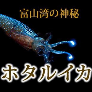 ◇富山の旬の味覚◇海の宝石ホタルイカと高級白エビを堪能！期間限定プラン♪