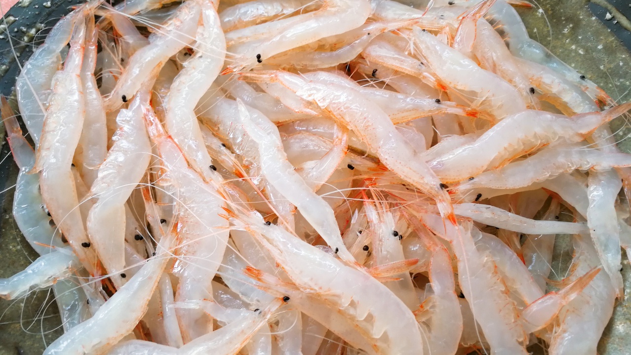 ◆氷見の春の2大味覚を贅沢に凝縮〜【春の味覚満喫ホタルイカ白エビ会席】