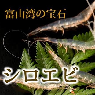 ◇富山の旬の味覚◇海の宝石ホタルイカと高級白エビを堪能！期間限定プラン♪