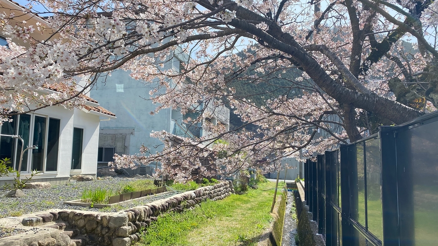 加計駅跡周辺の桜