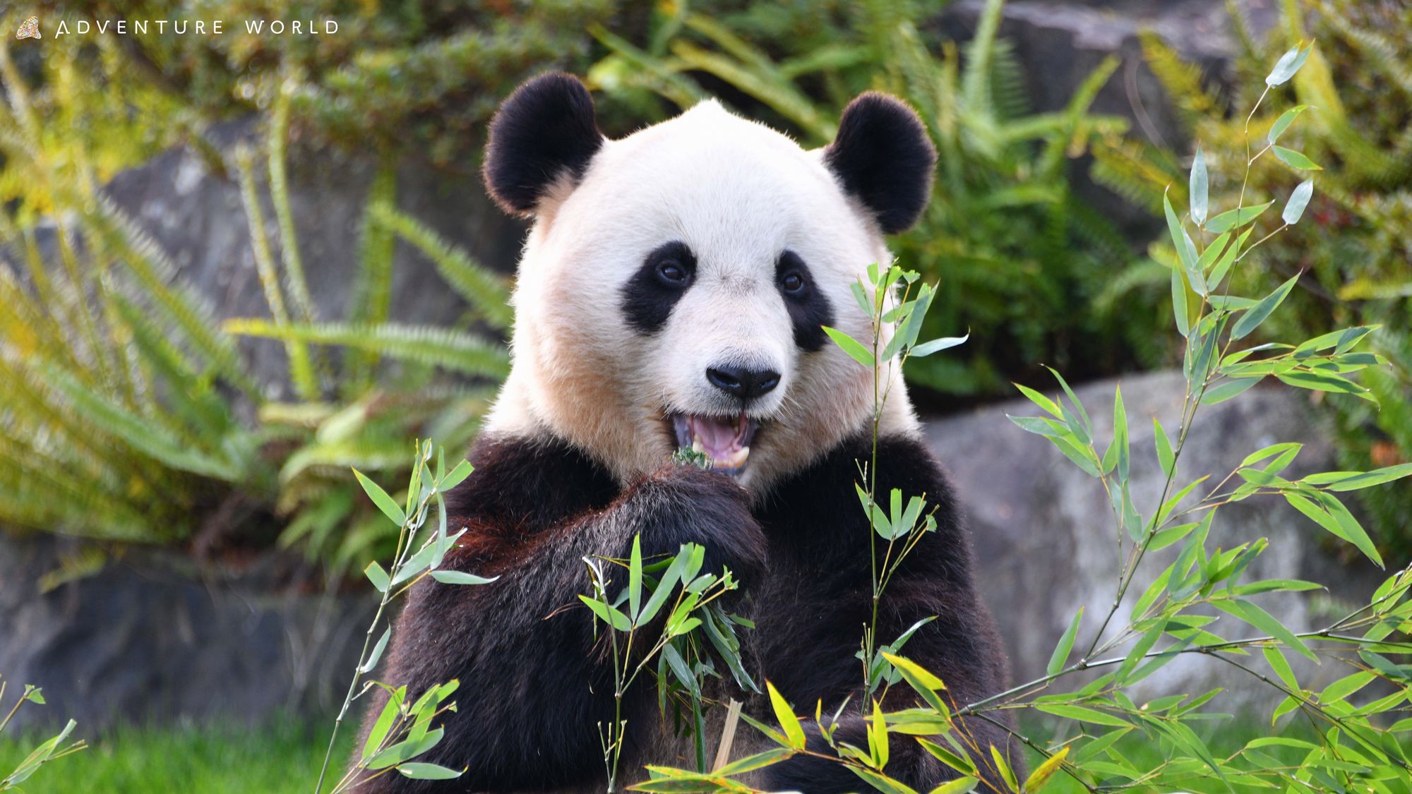 【王様のビュッフェ】アドベンチャーワールド入園券付きプラン