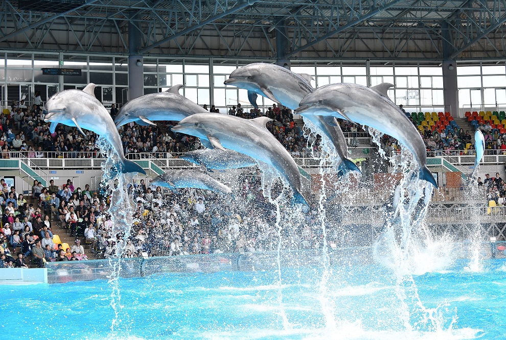 【アドベンチャーワールド】白浜の人気スポット♪当館からお車で約10分☆