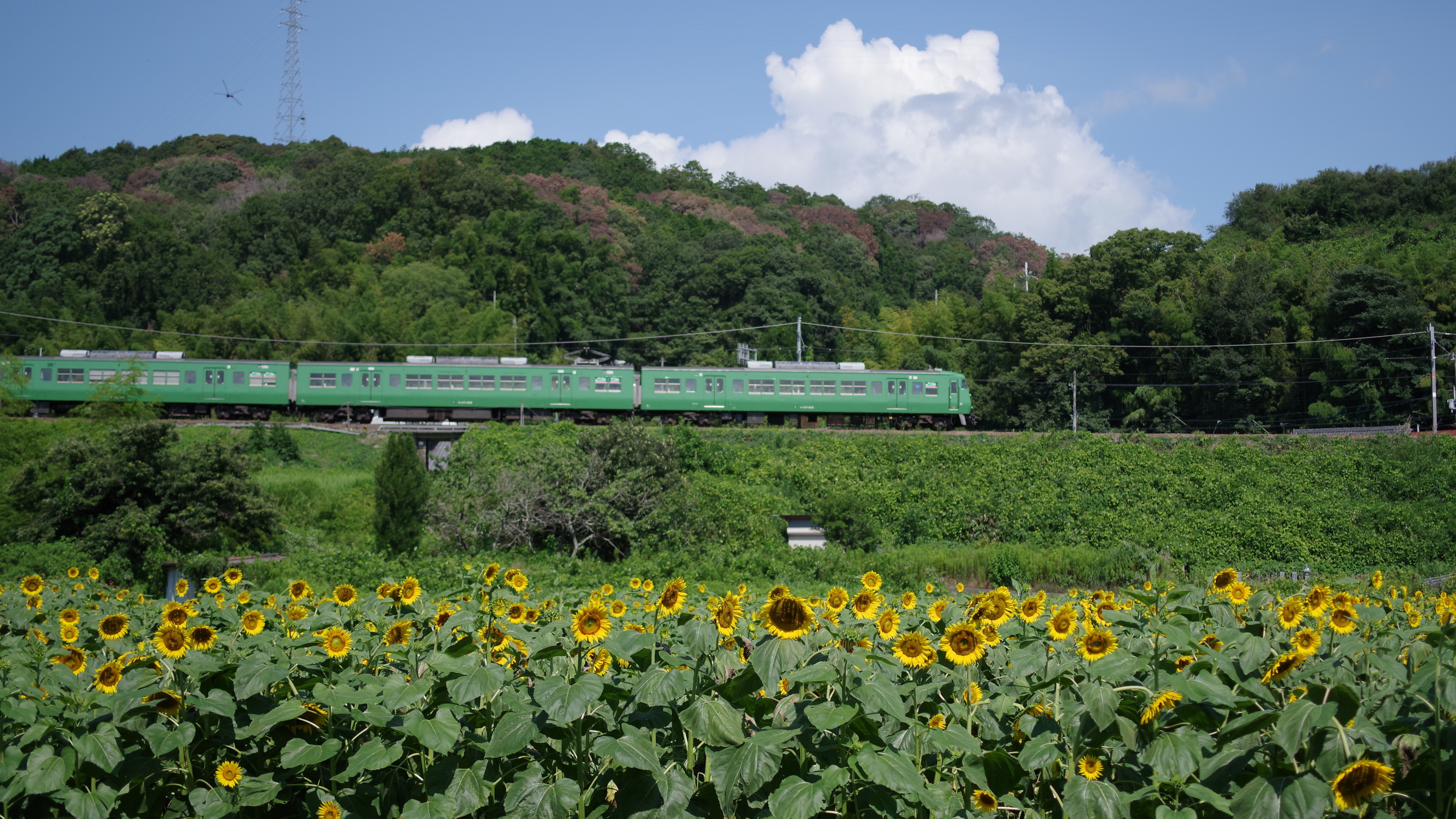 【上野公園】ひまわり畑