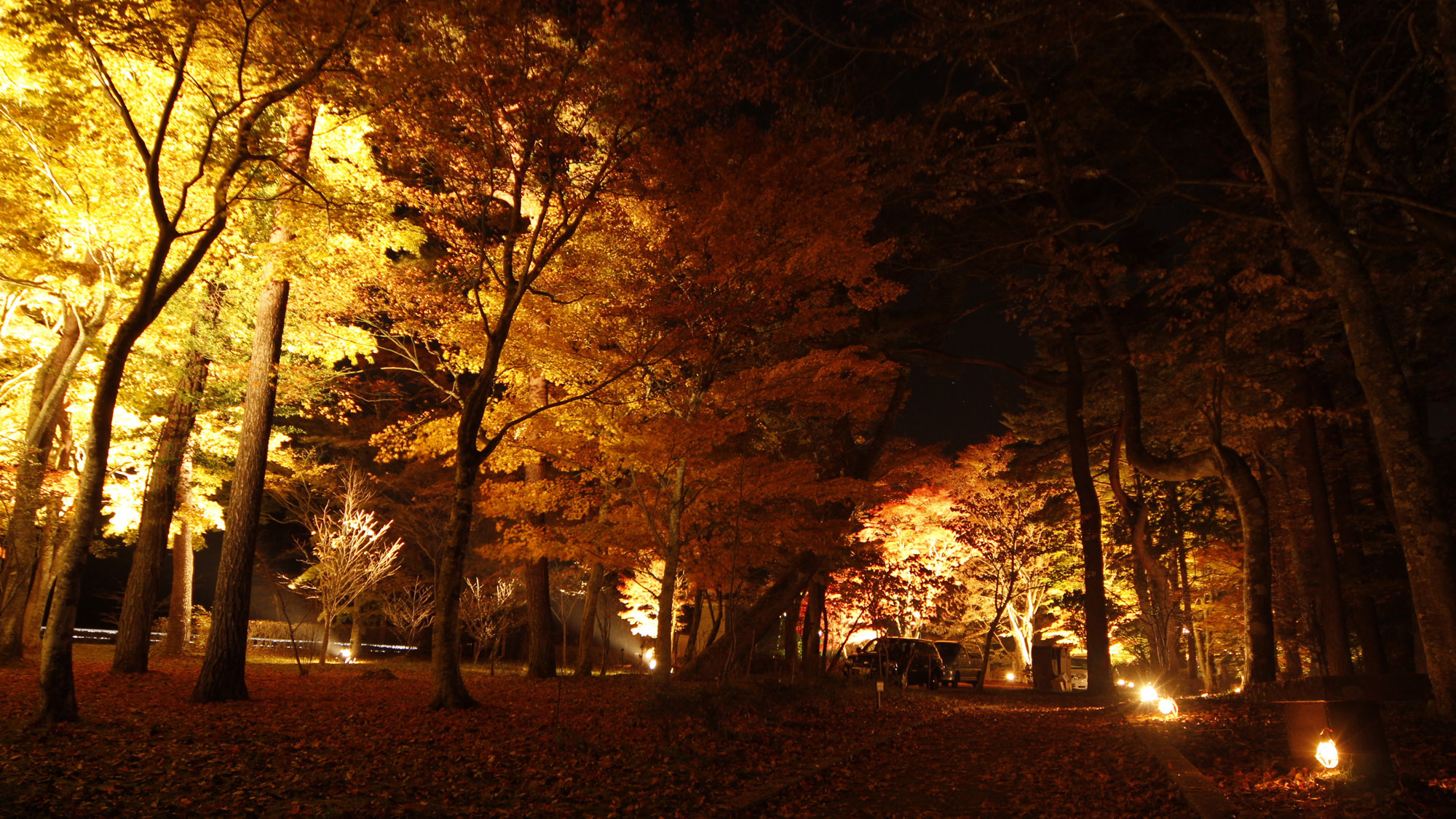 紅葉ライトアップ