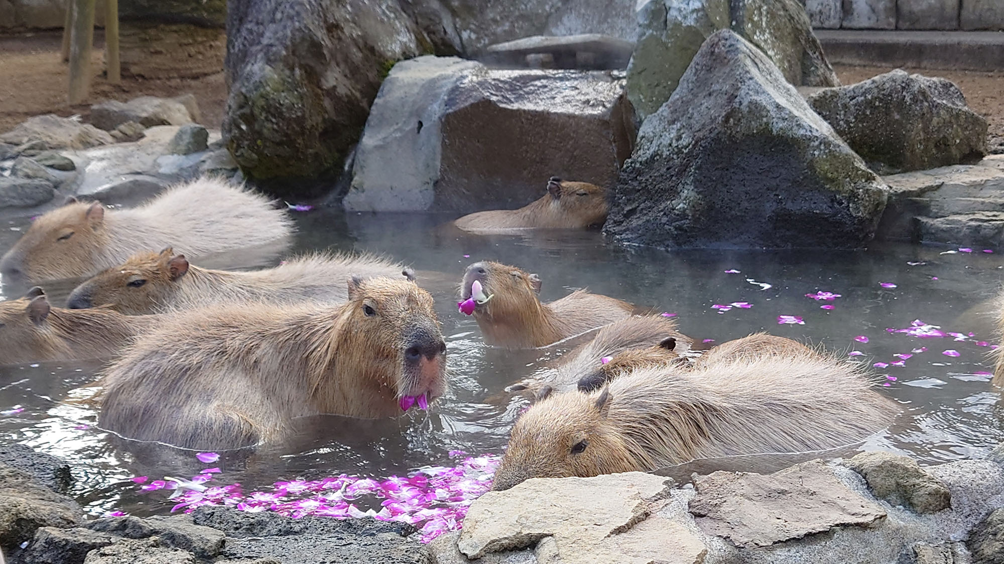 伊豆ぐらんぱる公園まで車で13分