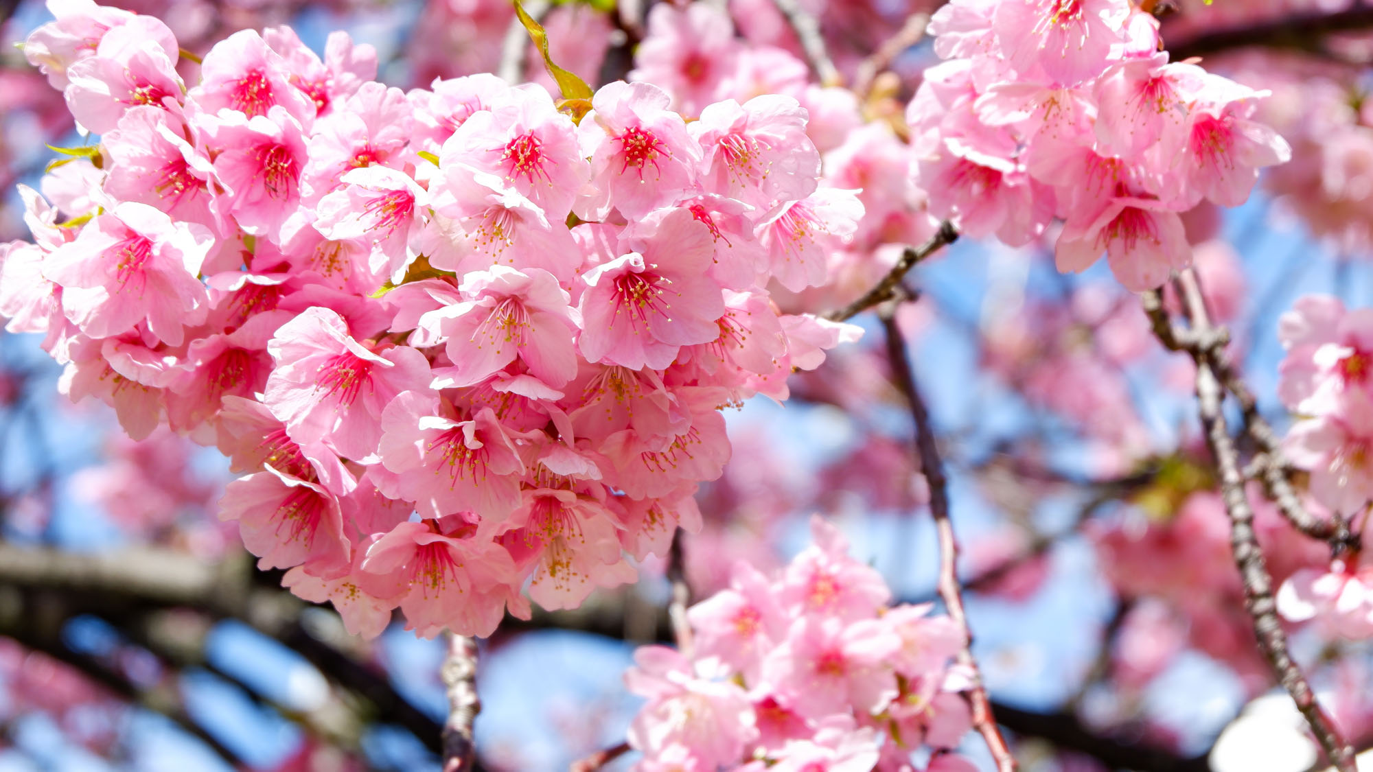 春を先取り♪河津桜が見どころです