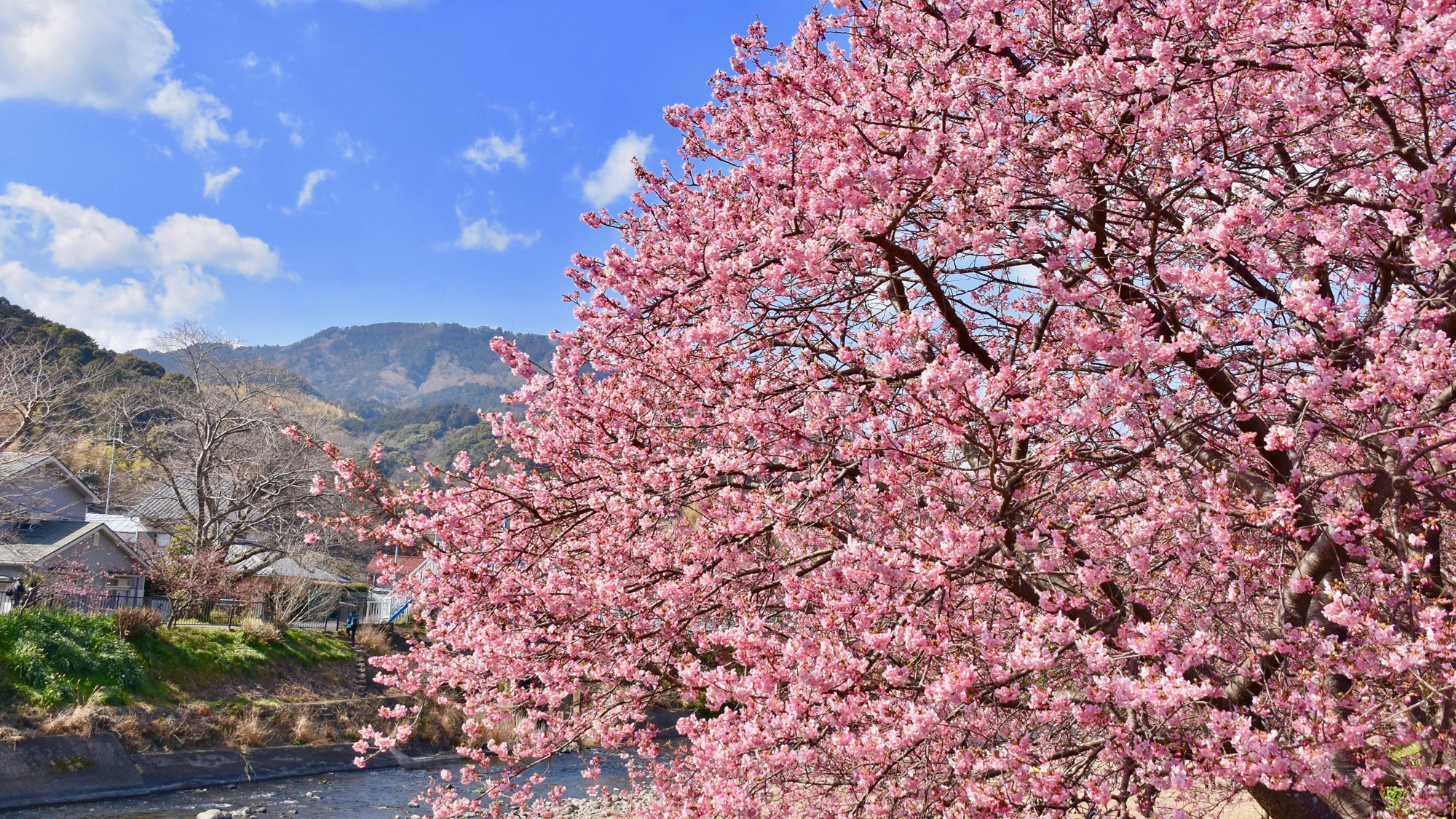 春を先取り♪河津桜が見どころです