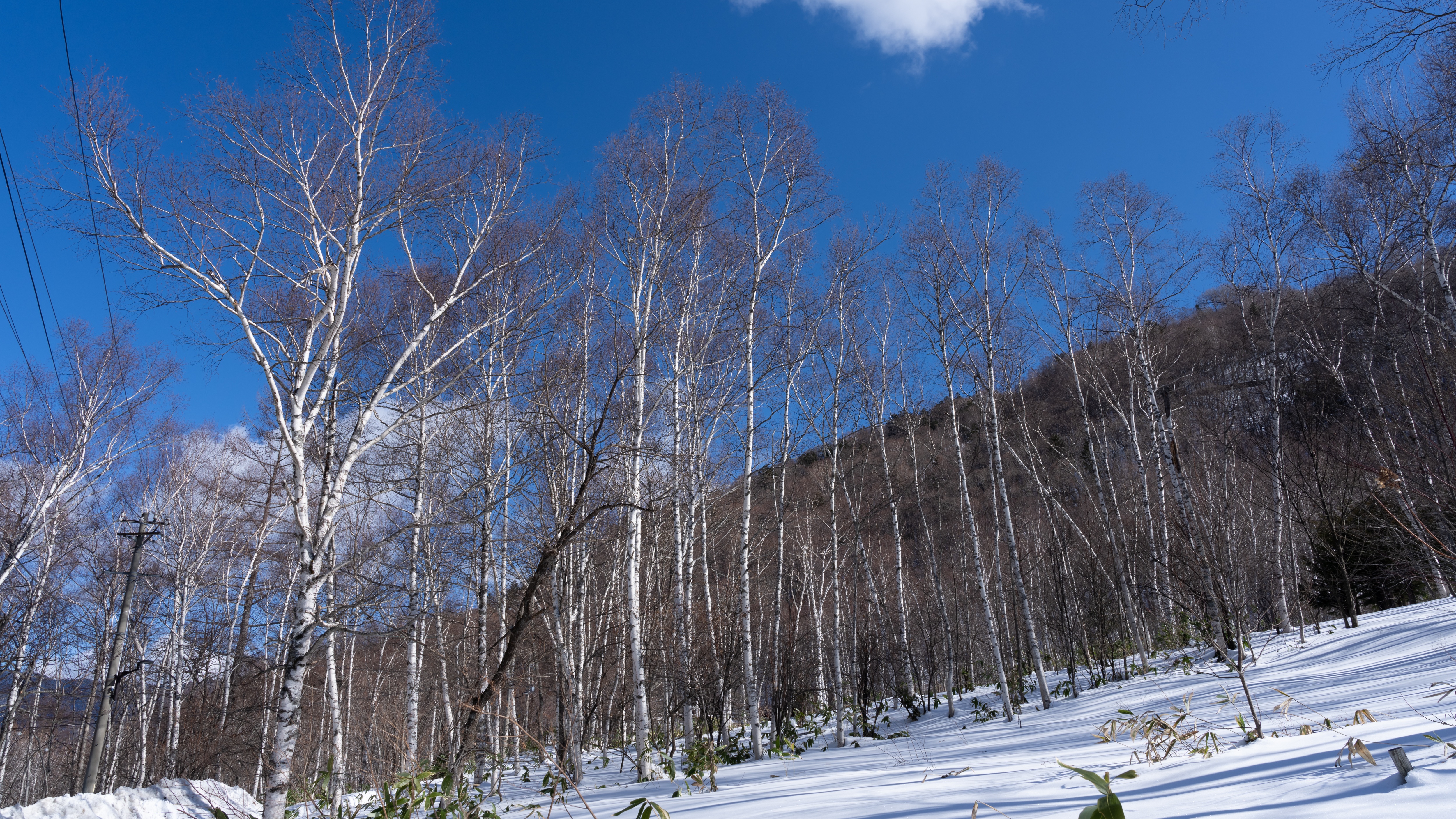 周囲は雪化粧された白樺に囲まれています。