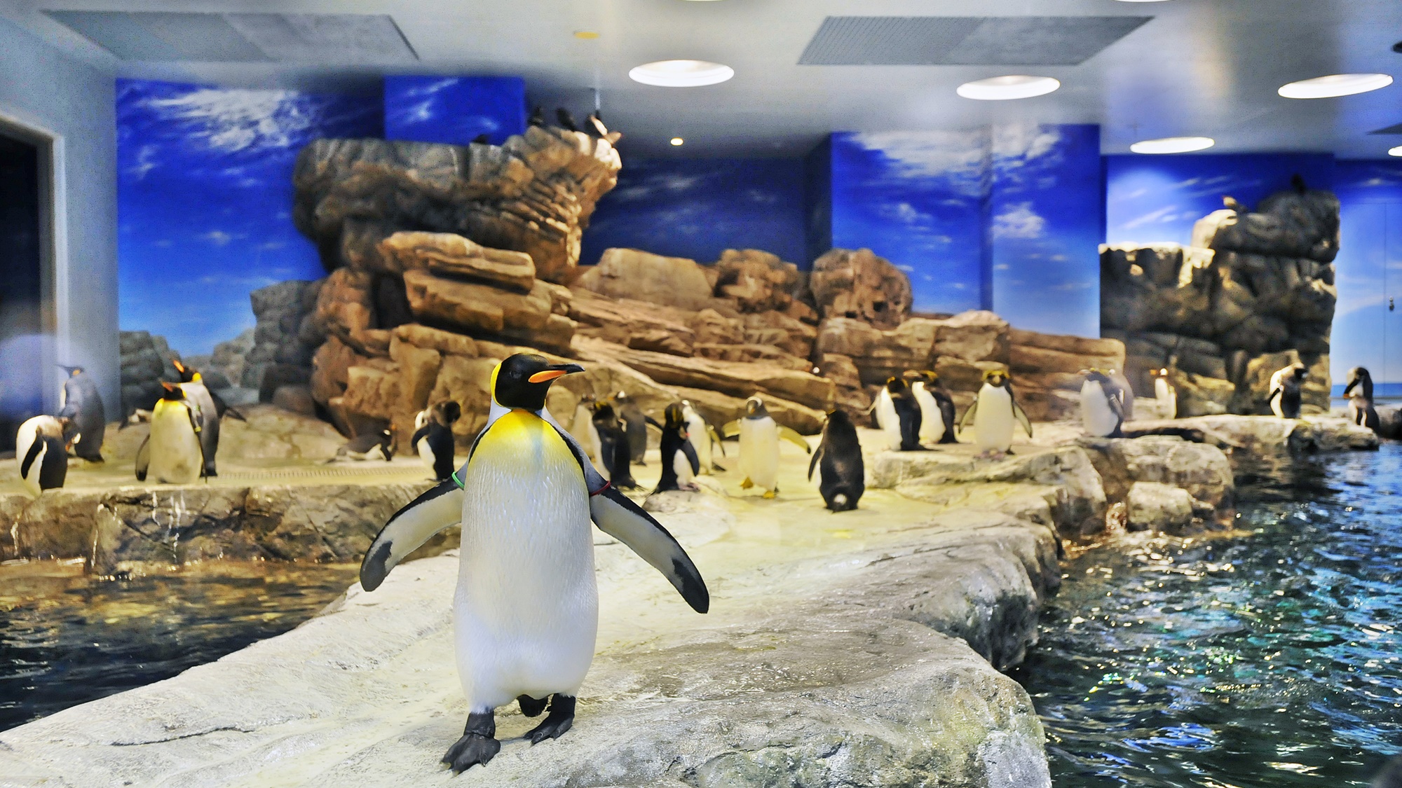 【海響館】ペンギン達に会いに「ペンギン村」へどうぞ。当館から車で約10分。
