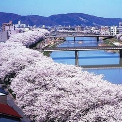 日本さくら百選に選ばれた足羽川のさくら並木