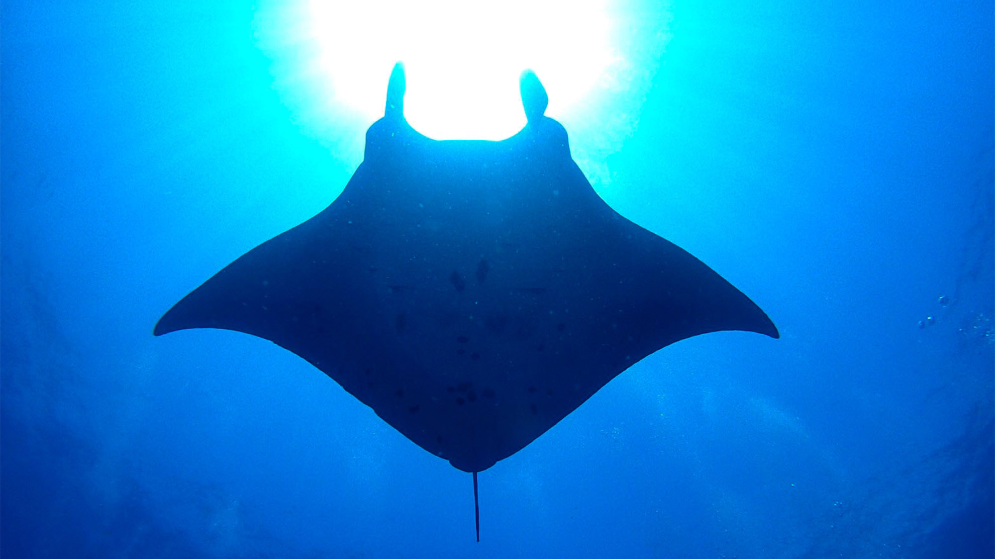 ・「周辺」海に生息するオニイトマキエイ