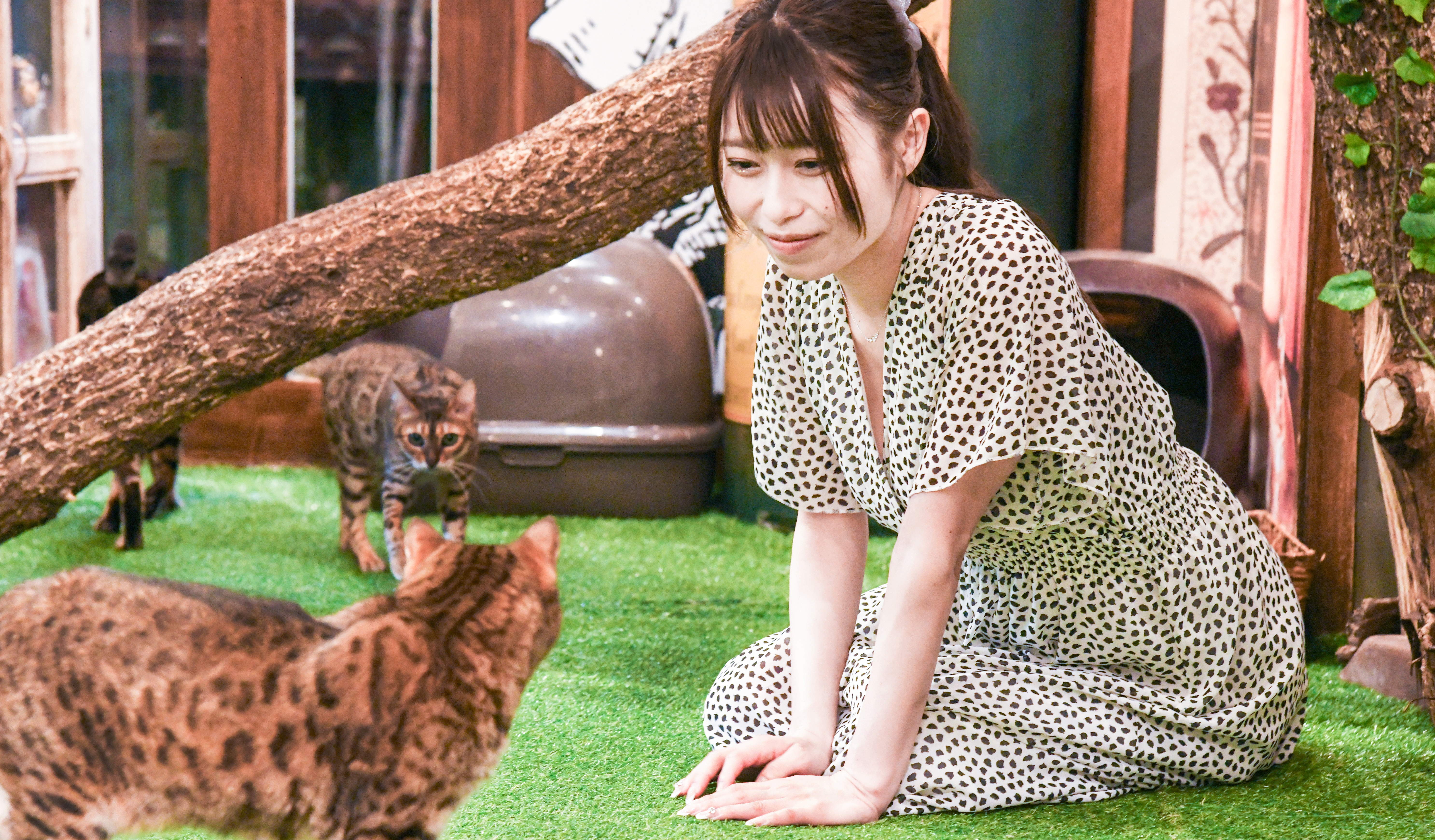 チェシャ猫の森