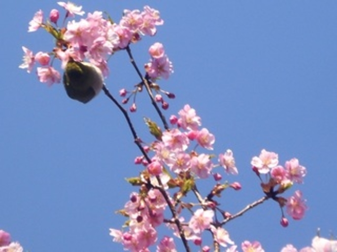 庭の河津桜とメジロ