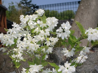 空木の花