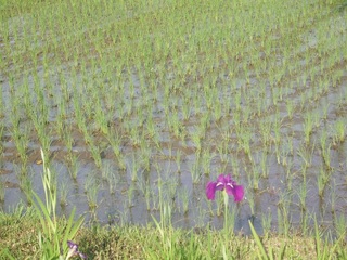 植田と花菖蒲