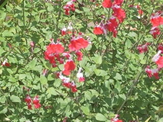 セージの花（紅白）