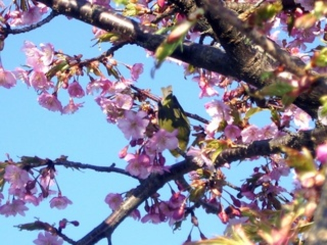 満開の庭の河津桜
