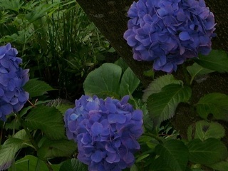 紫陽花の花　