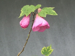 アブチロンの花（ピンク）